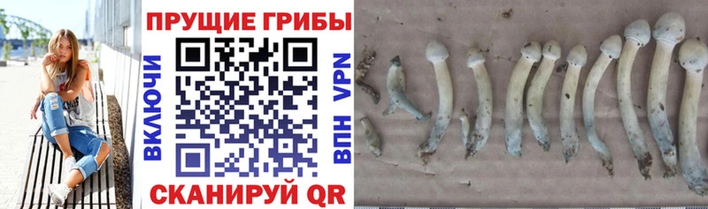 Псилоцибиновые грибы прущие грибы  блэк спрут маркетплейс  Майкоп 